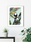 Toco Toucan