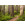 Redwood Trail - Thumbnail View 1