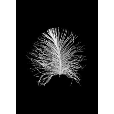 Feather Black