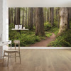 Redwood Trail - View 1