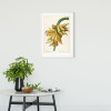 Plantains - View 1