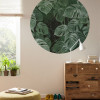 Novel Monstera - View 1