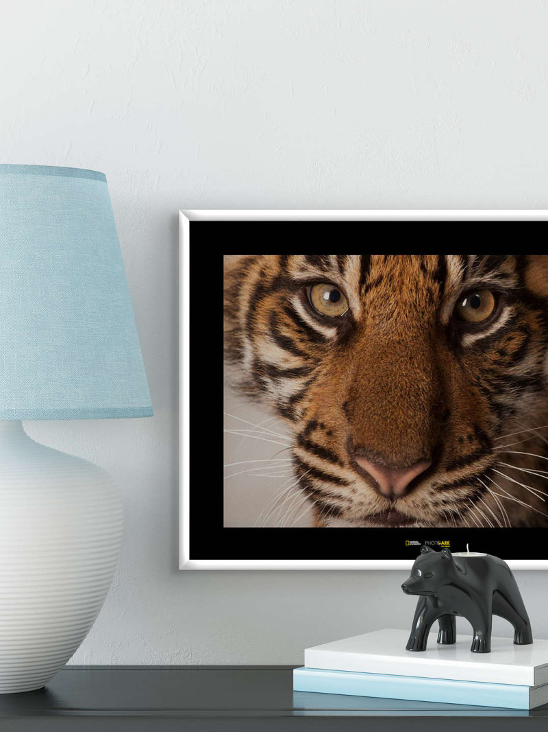 Sumatran Tiger Portrait - View 1