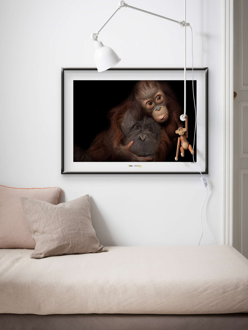 Bornean Orangutan - View 1
