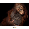 Bornean Orangutan - Thumbnail View 1