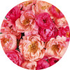 Roseraie - Thumbnail View 1