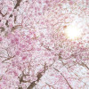 Cerise - Thumbnail View 1
