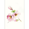 Magnolia Blossom - Slider Item - View 1
