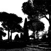 Pine Trees black-white - Thumbnail View 1