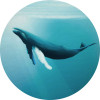 Whale Watching - Thumbnail View 1