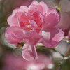 Bouquet - Thumbnail View 1