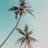 Miami Palms - Thumbnail View 1