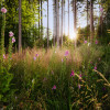 Summer Glade - Thumbnail View 1