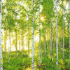 Birch Trees - Slider Item - View 1