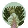 Palmtree Leaves - Slider Item - View 1