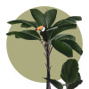 Botanical Garden Palmtree - Thumbnail View 1