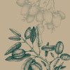 Papaye du Paradis - Slider Item - View 1