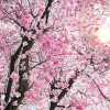 Bloom - Thumbnail View 1