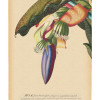 Banana Heart - Thumbnail View 1
