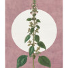 Menthe en Croissance - Thumbnail View 1