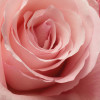 Rosenduft - Thumbnail View 1