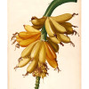 Plantains - Thumbnail View 1