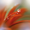 Tautropfen - Thumbnail View 1