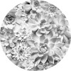 Echeveria - Thumbnail View 1