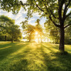 Golden Moment - Thumbnail View 1