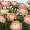 Gentle Rosé - Thumbnail View 1