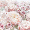 Spring Roses - Thumbnail View 1
