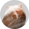 Bearava - Thumbnail View 1