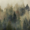 Mystical Firs - Thumbnail View 1