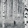 Forest Floor - Slider Item - View 1