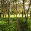 Der Traumbaum - Slider Item - View 1