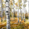 Woods - Slider Item - View 1