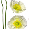 Fiore - Slider Item - View 1