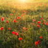 Poppy World I - Thumbnail View 1