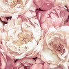 Peonies - Thumbnail View 1