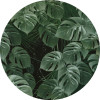 Novel Monstera - Thumbnail View 1