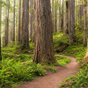 Redwood Trail - Thumbnail View 1