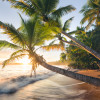 Palmy Beach - Slider Item - View 1