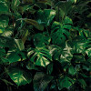 Tropical Wall - Thumbnail View 1