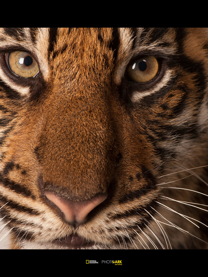 Sumatran Tiger Portrait - Thumbnail View 1