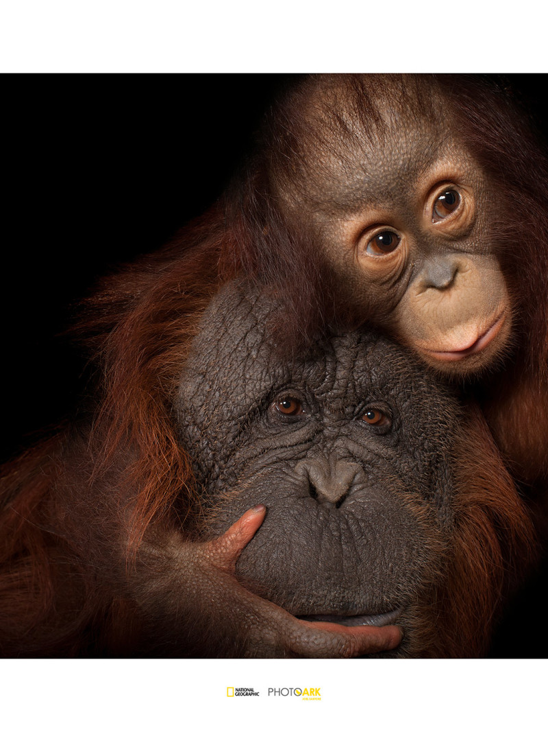 Bornean Orangutan - Thumbnail View 1