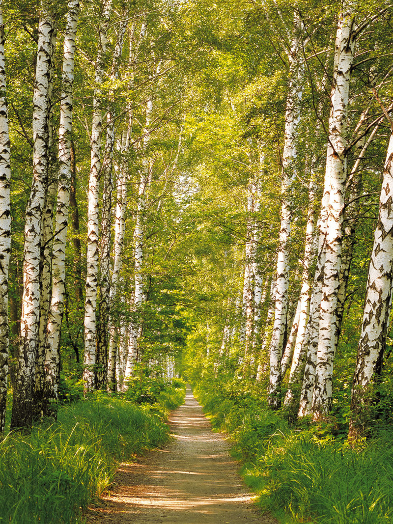 Birkenwald - Thumbnail View 1