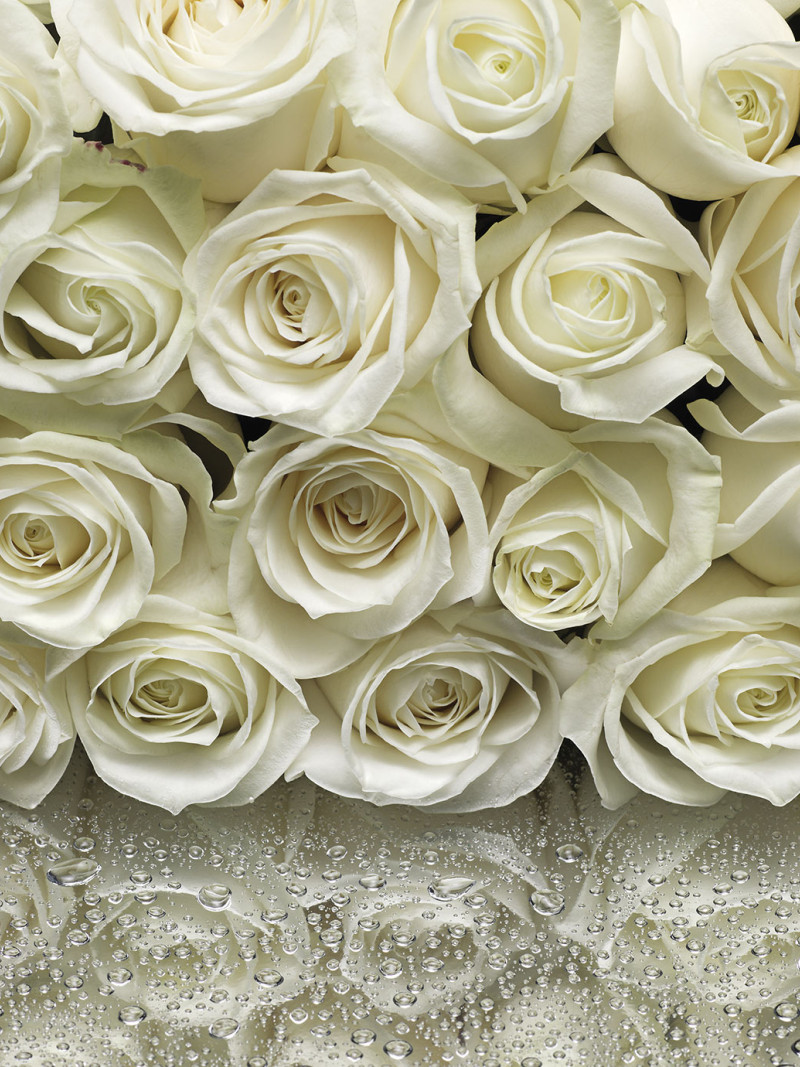A la Rose - Thumbnail View 1