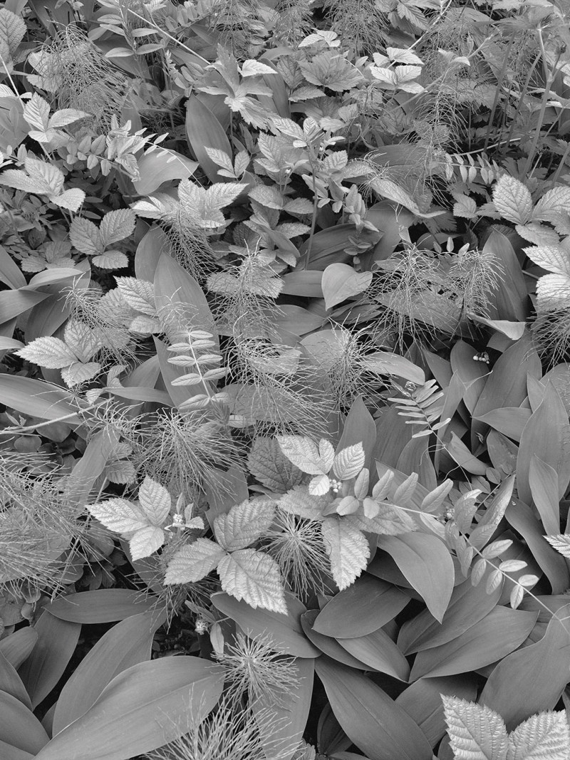 Forest Floor - Thumbnail View 1