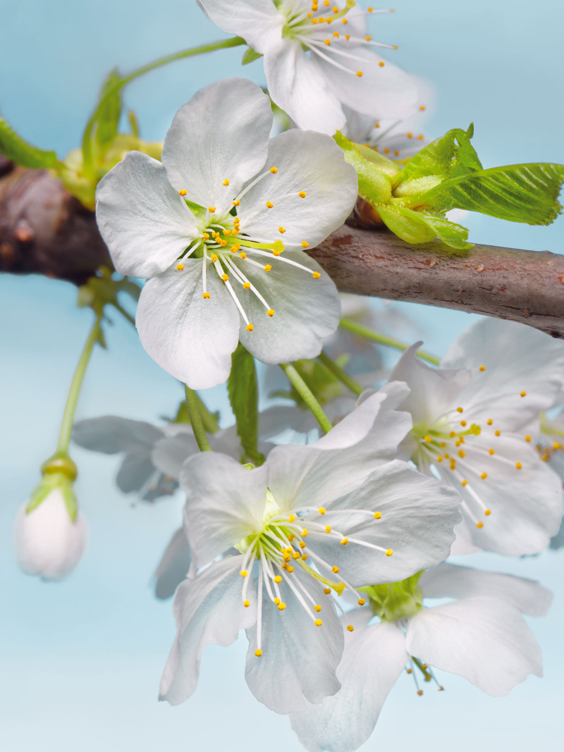 Blossom - Thumbnail View 1