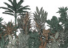 Doodle Plants Color - View 1